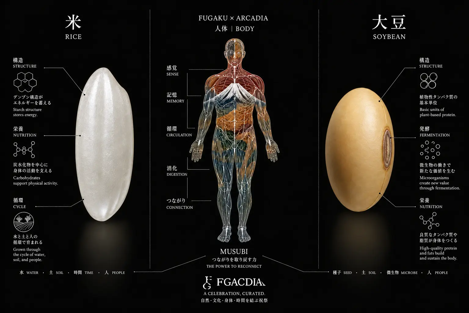 米と大豆、人の身体とFGACDIAの関係を構成した図